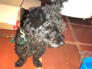 Cachorro raça Poodle  idade 2 a 6 meses nome Não sei 