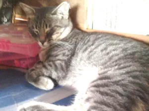 Gato raça indefinida idade 7 a 11 meses nome lyonzinho,davizinho,
