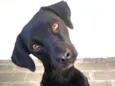 Cacau