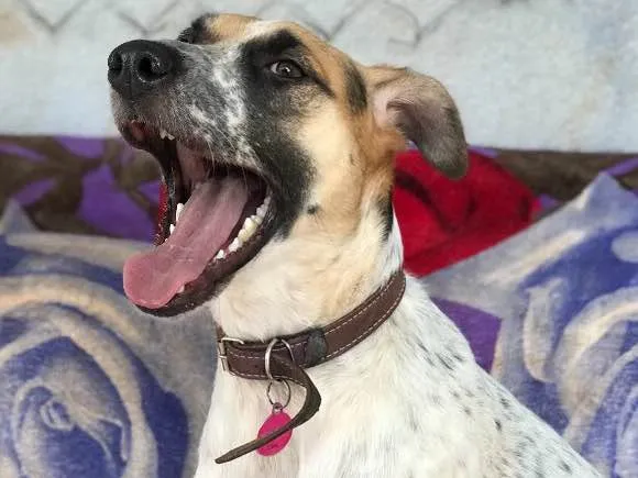 Cachorro ra a Srd idade  nome Carol