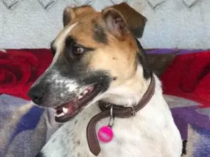 Cachorro raça Srd idade  nome Carol