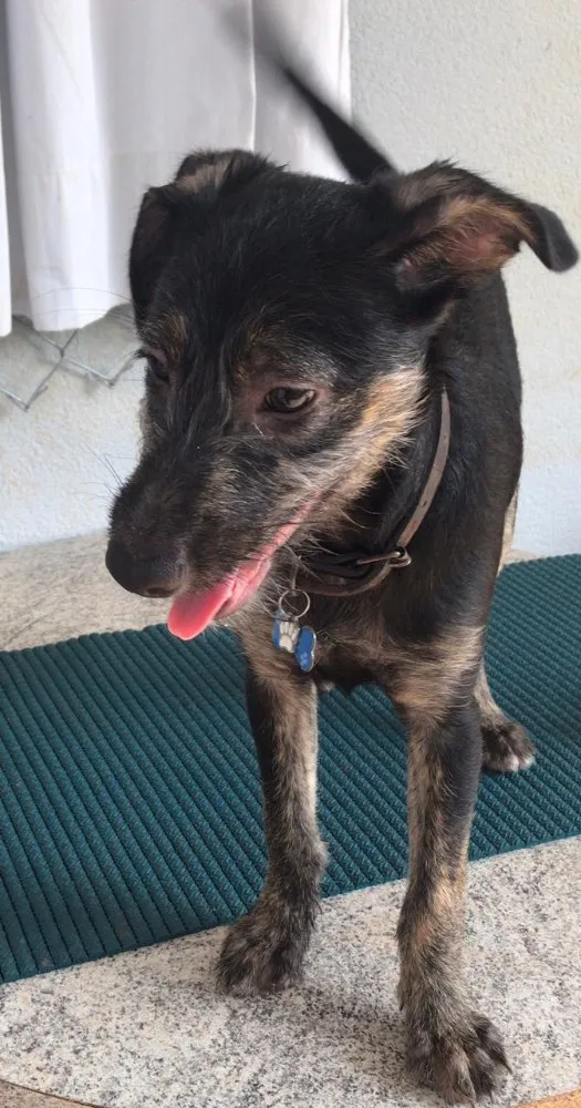 Cachorro ra a Srd idade  nome Lennon