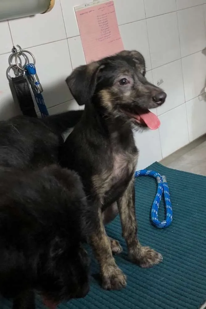 Cachorro ra a Srd idade  nome Lennon