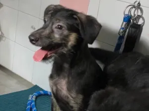 Cachorro raça Srd idade  nome Lennon