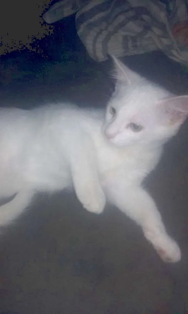 Gato ra a Vira lata idade 2 a 6 meses nome Sem nome