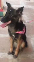 Sofia