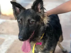 Cachorro raça SRD idade  nome Sofia