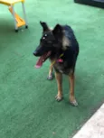 Sofia