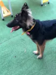 Sofia