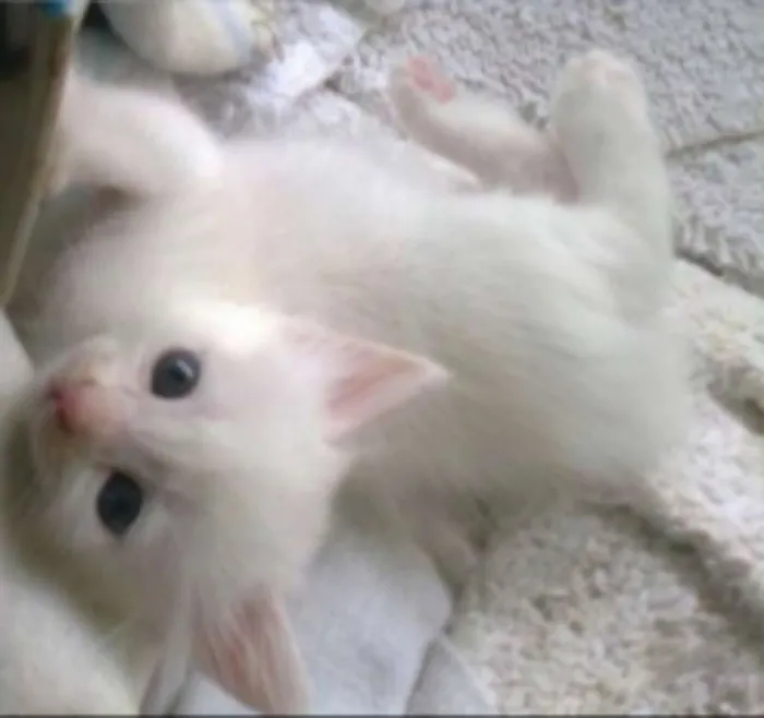 Gato ra a Vira lata idade 2 a 6 meses nome Sem nome