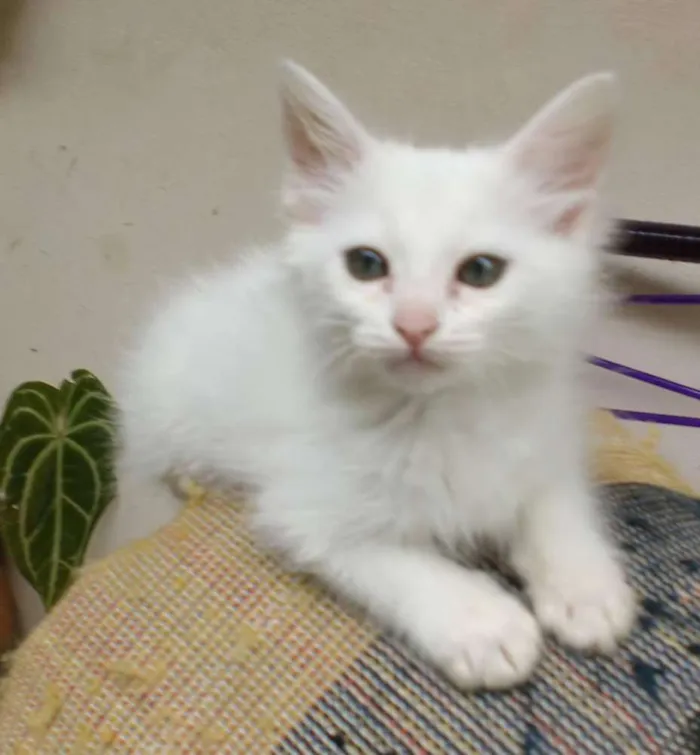 Gato ra a Vira lata idade 2 a 6 meses nome Sem nome