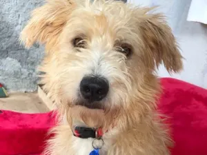 Cachorro raça Srd idade  nome Johnny