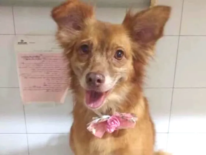 Cachorro ra a Srd idade  nome Julie