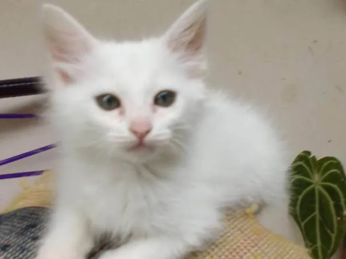 Gato ra a Vira lata idade 2 a 6 meses nome Sem nome