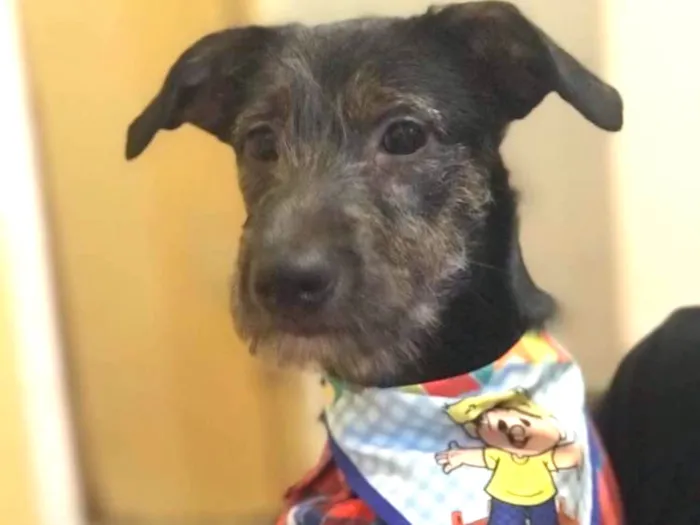 Cachorro ra a Srd idade  nome Lennon