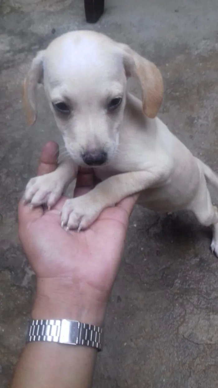 Cachorro ra a Srd idade Abaixo de 2 meses nome Sem nome