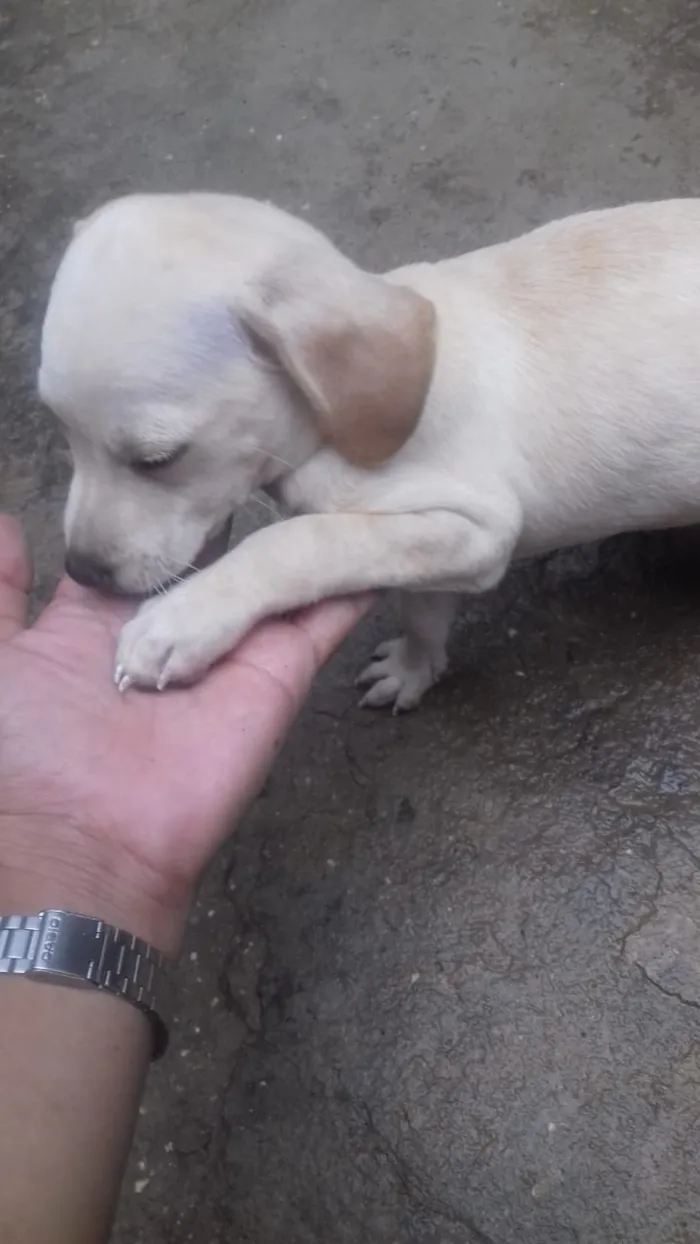 Cachorro ra a Srd idade Abaixo de 2 meses nome Sem nome