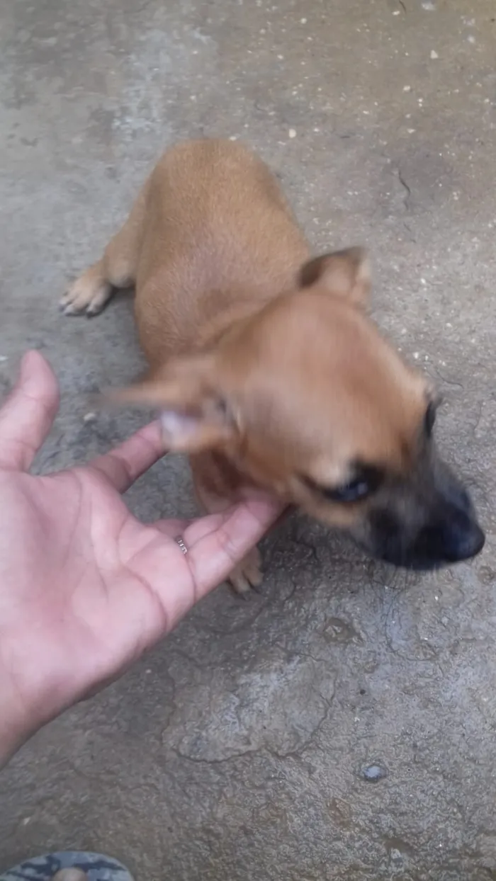 Cachorro ra a Srd idade Abaixo de 2 meses nome Sem nome