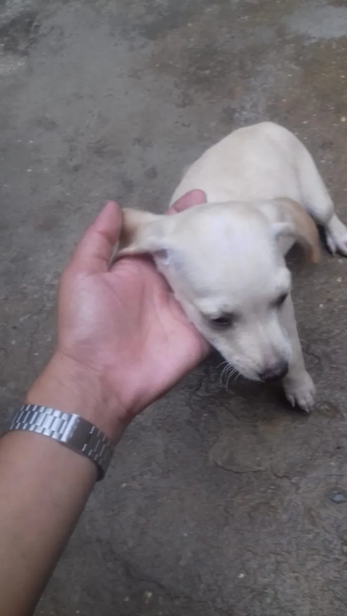 Cachorro ra a Srd idade Abaixo de 2 meses nome Sem nome