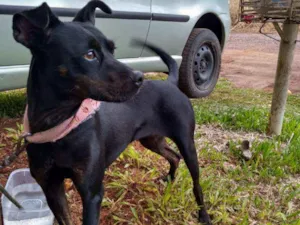 Cachorro raça  idade 2 anos nome Preta