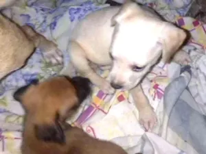 Cachorro raça Srd idade Abaixo de 2 meses nome Sem nome