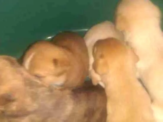 Cachorro ra a Mãe labradora misturada idade Abaixo de 2 meses nome Filhotes