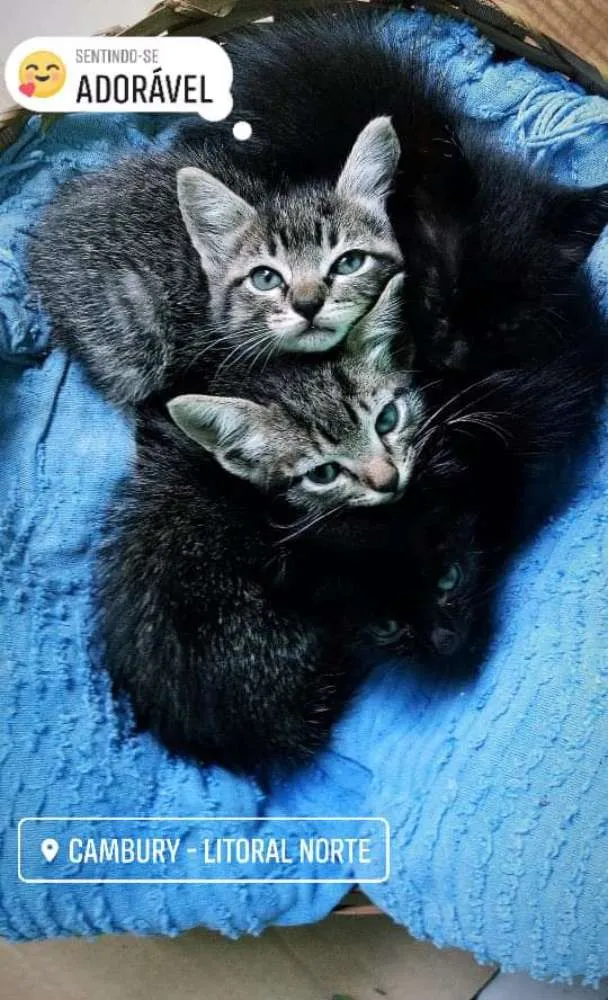 Gato raça  idade 2 a 6 meses nome Bud/sem nome
