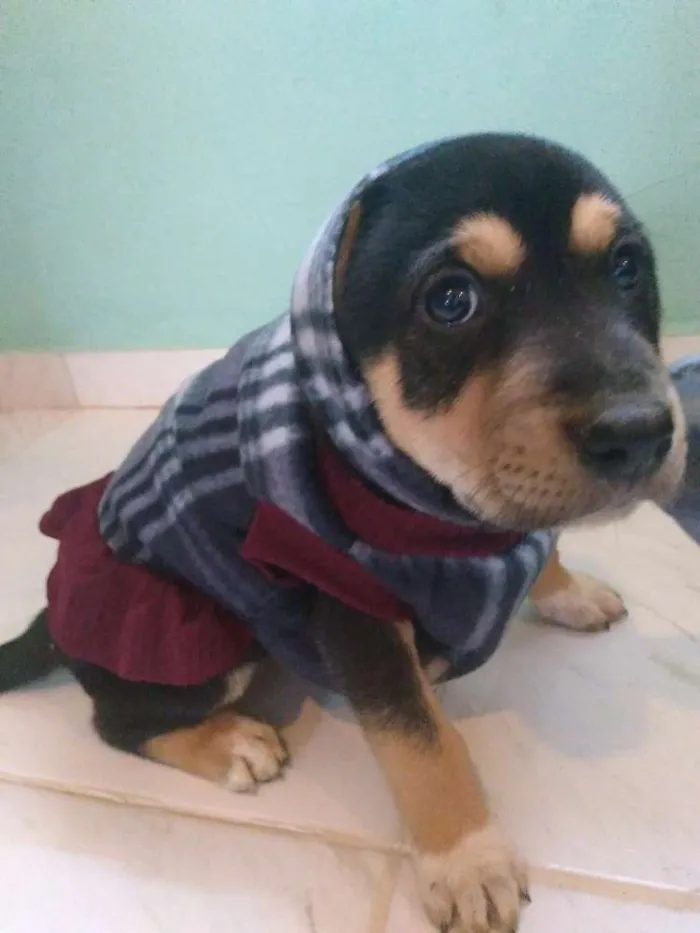 Cachorro ra a Vira lata idade Abaixo de 2 meses nome Pantera