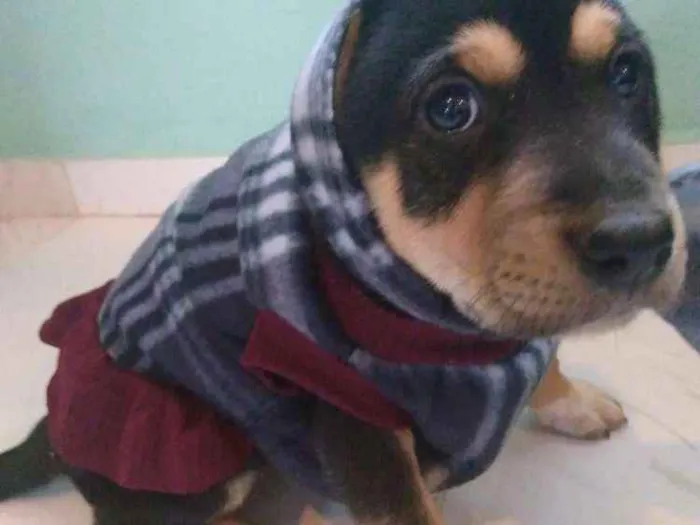 Cachorro ra a Vira lata idade Abaixo de 2 meses nome Pantera