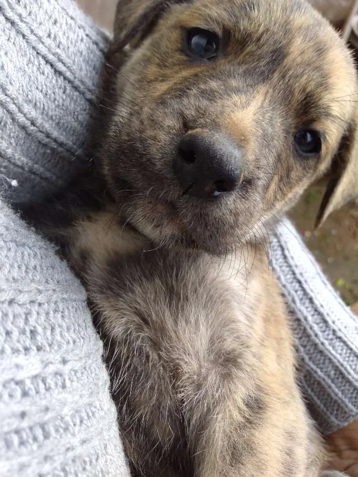 Cachorro ra a Vira lata idade Abaixo de 2 meses nome Tigre