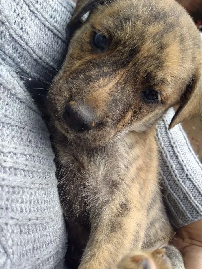 Cachorro ra a Vira lata idade Abaixo de 2 meses nome Tigre