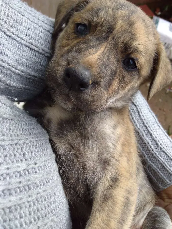 Cachorro ra a Vira lata idade Abaixo de 2 meses nome Tigre