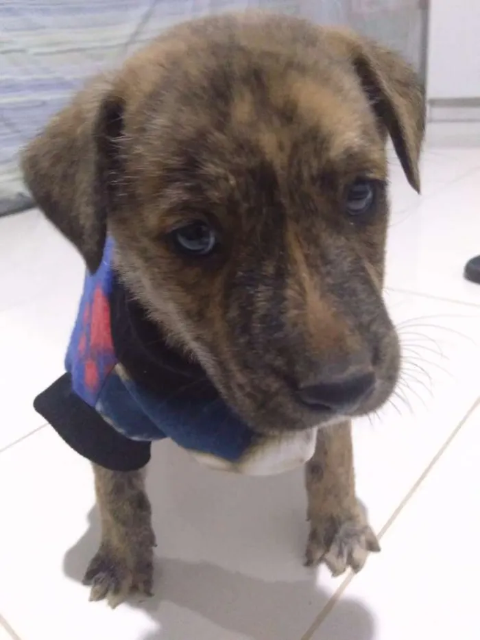 Cachorro ra a Vira lata idade Abaixo de 2 meses nome Tigre
