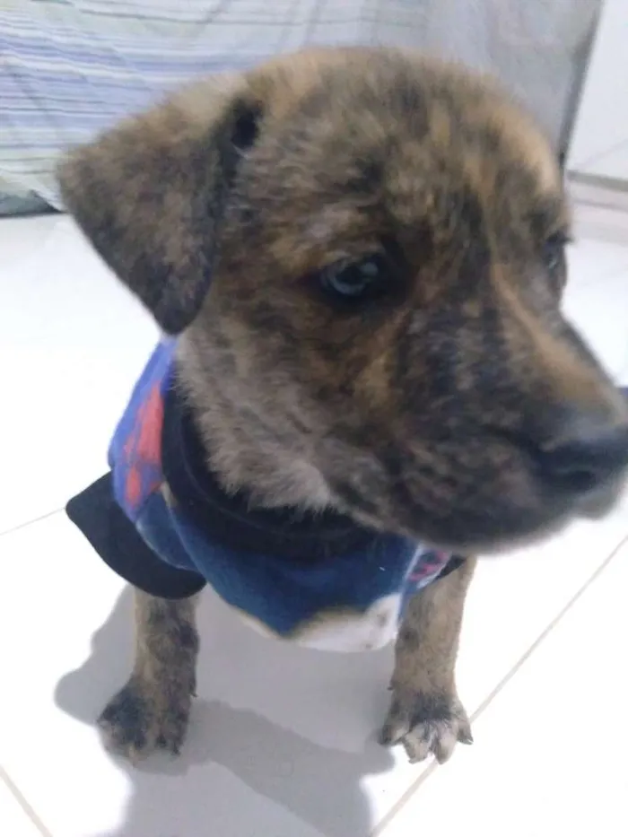 Cachorro ra a Vira lata idade Abaixo de 2 meses nome Tigre