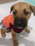 Bela