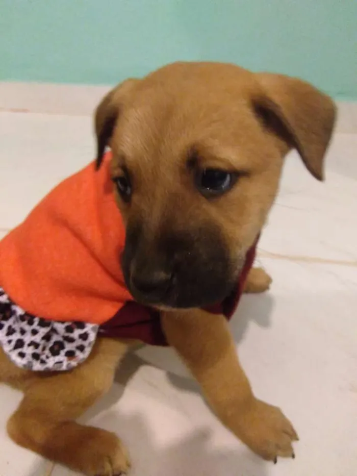 Cachorro ra a Vira lata idade Abaixo de 2 meses nome Bela