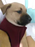 Bela