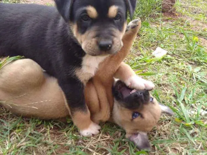 Cachorro ra a Vira lata idade Abaixo de 2 meses nome Bela