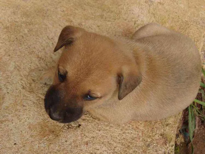 Cachorro ra a Vira lata idade Abaixo de 2 meses nome Bela