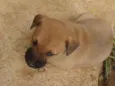 Bela