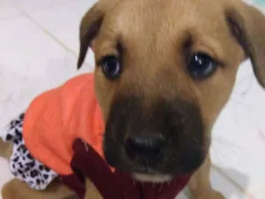 Cachorro raça Vira lata idade Abaixo de 2 meses nome Bela