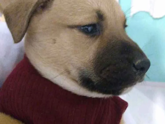 Cachorro ra a Vira lata idade Abaixo de 2 meses nome Bela