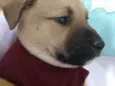 Bela