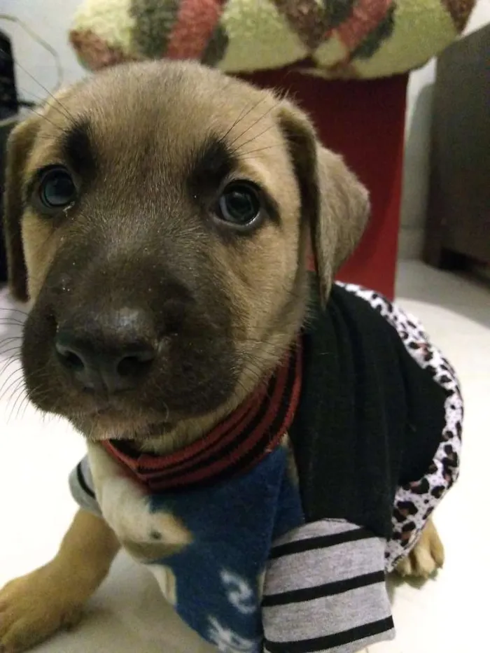 Cachorro ra a Vira lata idade Abaixo de 2 meses nome Lilo