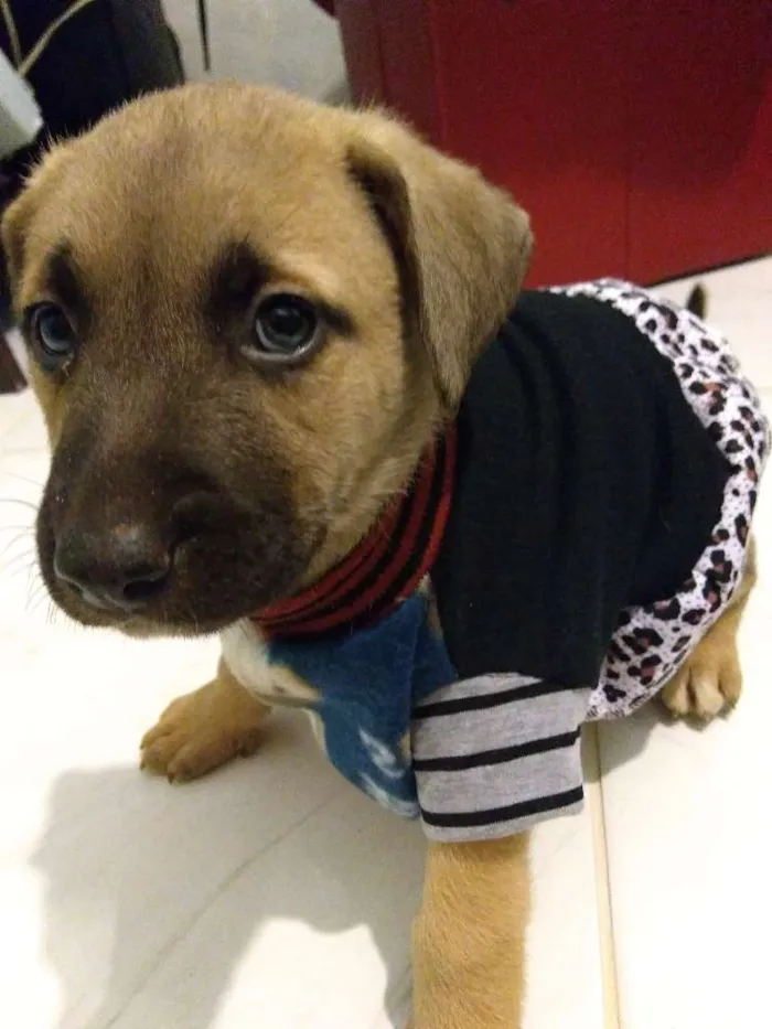 Cachorro ra a Vira lata idade Abaixo de 2 meses nome Lilo