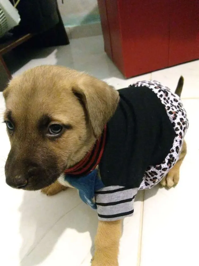Cachorro ra a Vira lata idade Abaixo de 2 meses nome Lilo