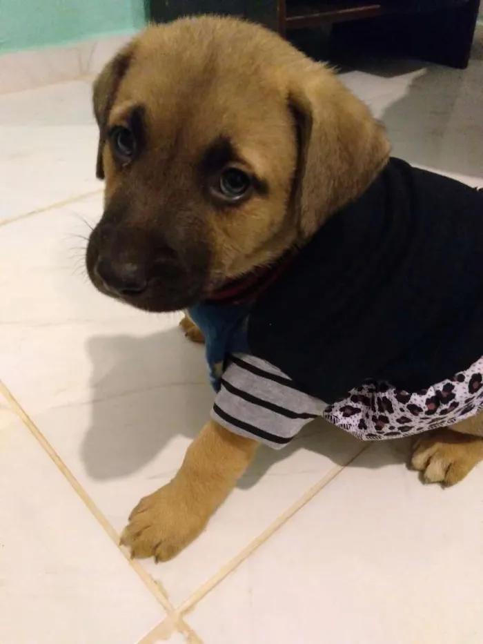 Cachorro ra a Vira lata idade Abaixo de 2 meses nome Lilo