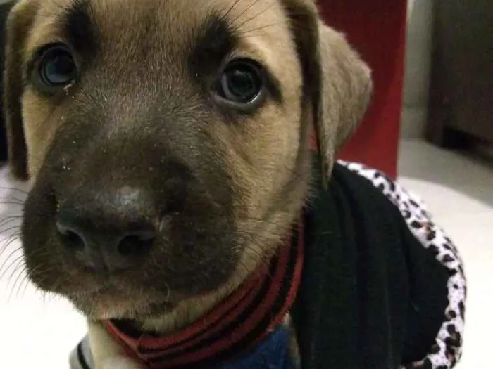 Cachorro ra a Vira lata idade Abaixo de 2 meses nome Lilo