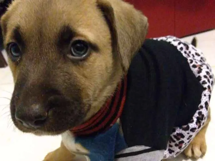 Cachorro ra a Vira lata idade Abaixo de 2 meses nome Lilo