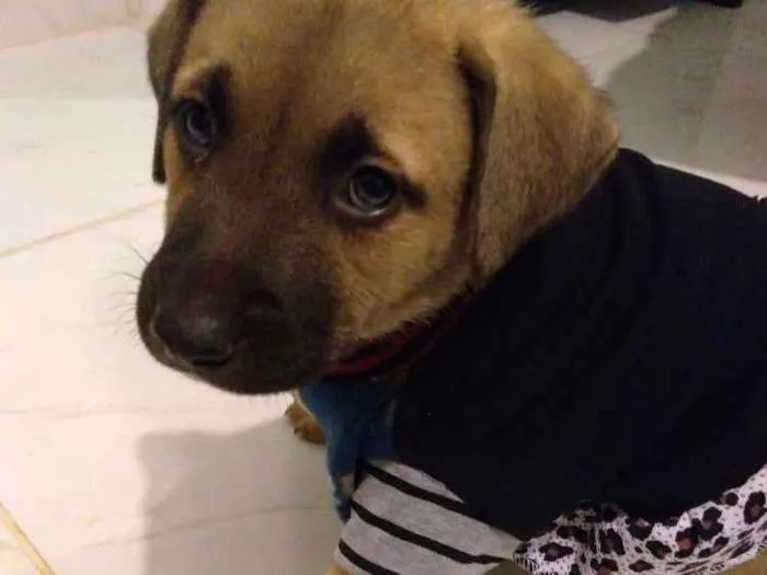 Cachorro ra a Vira lata idade Abaixo de 2 meses nome Lilo